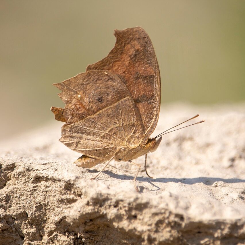 natural, beautiful, color, butterfly, brown, rock, natural, natural, natural, natural, natural